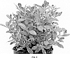 Weigela%20florida%20%27Verweig%204%27