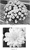 Chrysanthemum%20x%20morifolium%20%27Crazy%20Yovictoria%27