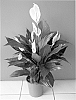 Spathiphyllum%20Schott%20%27Sparanke%27