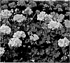 Pelargonium%20peltatum%20%27KLEPP08209%27