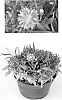 Aster%20novi-belgii%20x%20Aster%20dumosus%20%27Kiastgrana%27