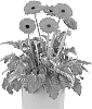 Gerbera%20jamesonii%20%27Flomite%27