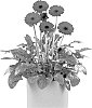 Gerbera%20jamesonii%20%27Florush%27