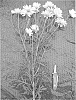Argyranthemum%20hybrida%20%27ARG%20B07%27