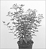 Hypericum%20x%20inodorum%20%27Kolmarest%27