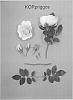 Rosa%20hybrida%20%27KORpriggos%27