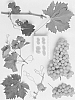 Vitis%20vinifera%20%27Sheegene-3%27