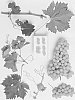 Vitis%20vinifera%20%27Sheegene-3%27
