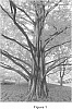 Metasequoia%20glyptostroboides%20%27Raven%27