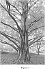 Metasequoia%20glyptostroboides%20%27Raven%27