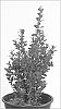 Buxus%20sempervirens%20%27Furore%27