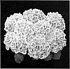 Hydrangea%20hybrida%20%27Agrihydraacht%27