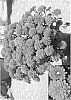 Chrysanthemum%20x%20milfolium%20%27Nutty%20Yofiona%27