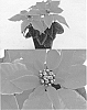 Euphorbia%20pulcherrima%20Willd.%20ex%20Klotzsch%20x%20Euphorbia%20cornastra%20%27Bonpridepcom%27