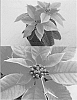 Euphorbia%20pulcherrima%20Willd.%20ex%20Klotzsch%20x%20Euphorbia%20cornastra%20%27Bonpripicom%27