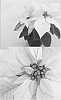 Euphorbia%20pulcherrima%20%27Bonpripapcom%27