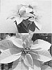 Euphorbia%20pulcherrima%20Willd.%20ex%20Klotzsch%20x%20Euphorbia%20cornastra%20%27Bonprilipcom%27