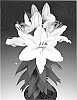 Lilium%20L.%20%27Sunny%20Okinawa%27