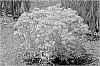 Phlox%20glaberrima%20ssp.%20triflora%20%27Triple%20Play%27