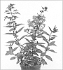 Phlox%20paniculata%20%27Nadia%27