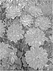 Dahlia%20hybrida%20%27Karma%20Fiesta%27