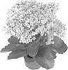 Kalanchoe%20blossfeldiana%20%27Fuji-San%27