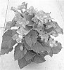 Begonia%20x%20hiemalis%20%27BBSWEET%27