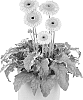 Gerbera%20jamesonii%20%27Flomountain%27