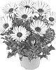 Osteospermum%20ecklonis%20%27Fidostsuns%27