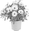 Osteospermum%20ecklonis%20%27Fidostyel%27