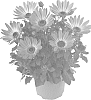 Osteospermum%20ecklonis%20%27Fidostbrobic%27