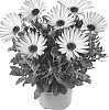Osteospermum%20ecklonis%20%27Fidostcar%27