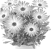 Osteospermum%20ecklonis%20%27Fidostdapibic%27