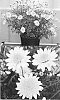 Argyranthemum%20x%20hybrida%20%27Bonmadlem%27