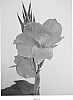 Canna%20hybrida%20%27LON01%27