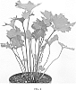Ligularia%20dentata%20%27Osiris%20Caf%C3%83%C2%A9%20Noir%27