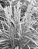 Liriope%20muscari%20%27EXC%20052%27