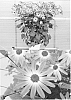 Senecio%20hybrida%20%27Sunsenepiba%27