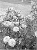 Rosa%20hybrida%20%27SAVorockies%27