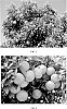 Citrus%20reticulata%20x%20%28Citrus%20paradisi%20x%20Citrus%20reticulata%29%20%27LB8-9%27