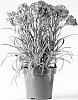 Dianthus%20caryophyllus%20%27CFPC%20Chantilly%27