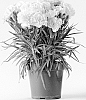 Dianthus%20caryophyllus%20%27CFPC%20Adele%27