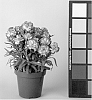 Dianthus%20caryophyllus%20%27CFPC%20Miso%27