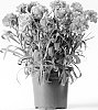 Dianthus%20caryophyllus%20%27CFPC%20Pink%20Tess%27