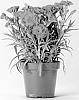 Dianthus%20caryophyllus%20%27CFPC%20Cheerful%27