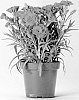 Dianthus%20caryophyllus%20%27CFPC%20Cheerful%27
