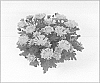 Chrysanthemum%20morifolium%20%27Foxy%20Time%27