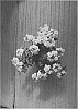 Verbena%20hybridus%20%27Gruelox%2001%27