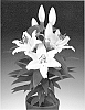 Lilium%20L.%20%27Sunny%20Bahamas%27