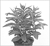 Phlox%20paniculata%20%27Ditomfav%27